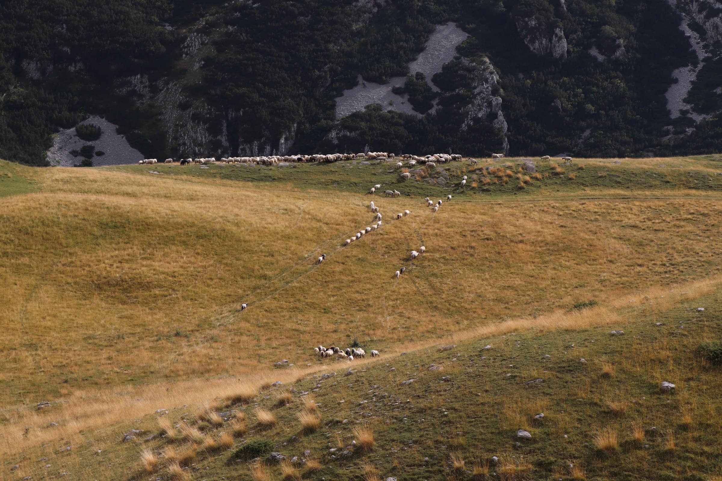 Un pascolo d'alta quota del Durmitor
