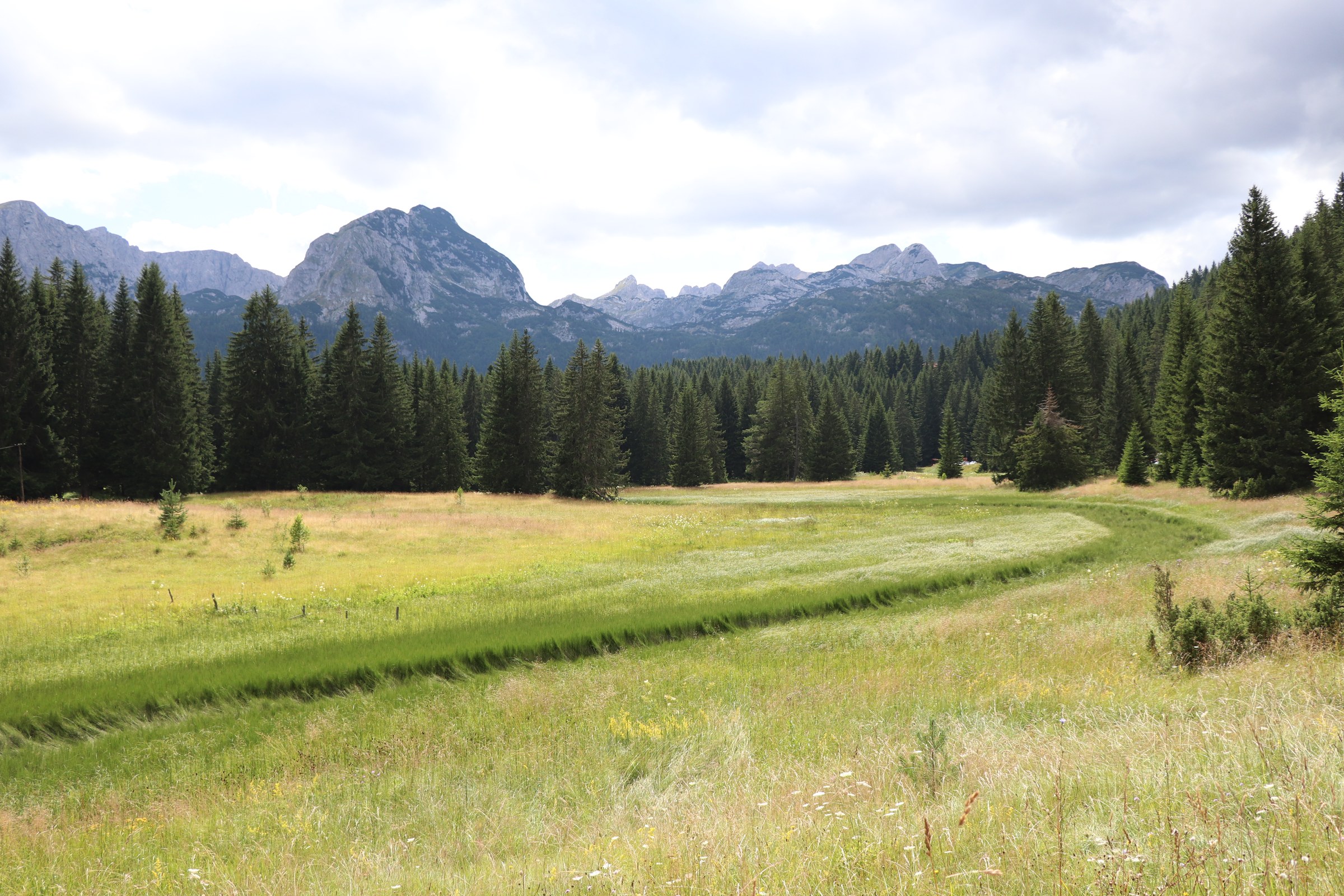Prati d'alta quota, bosco di conifere e massiccio roccioso del Durmitor